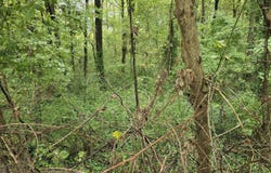 CLOWER Rd, Memphis, TN 38109