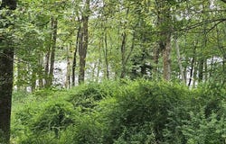 Lot 45 Lake Russell Road, Newfoundland, PA 18445