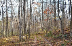 390 Joyful Way, Jumping Branch, WV 25969