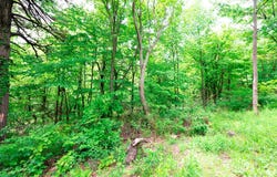 Lot 181 ROCKWOOD TRL, WINCHESTER, VA 22602