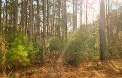 153 Oswell Brinson Road lot: 2, Merritt, NC 28556