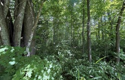 TBD Tree Top, Ironwood, MI 49938