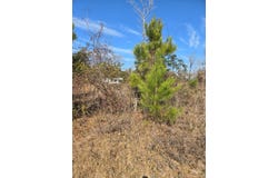 0  Hwy 28 West, Boyce, LA 71409