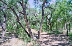 Bosque Oculto Lot B1-C, Corrales, NM 87048