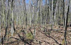 TBD E 10 Acres Prospect, Bessemer, MI 49911