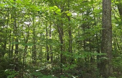 Lot 7 BOLTON LAKE LN W, Lac du Flambeau, WI 54538