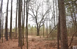 Hwy 19, Murfreesboro, AR 71958