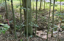 Mosquito Road, Six Mile Run, PA 16679