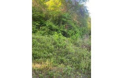 Approx 44 acres County Rd 67, Midland City, AL 36350
