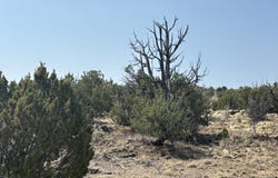 Lots 63&64 Abbe Springs Ranch, Magdalena, NM 87825