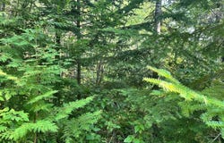 7E Fowler Road, Woodland, ME 04736