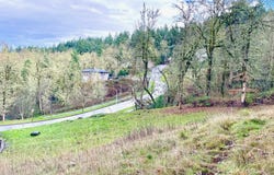 Mountain Ash, Eugene, OR 97405