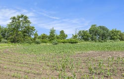 9820 S Bagley Road, Ashley, MI 48806