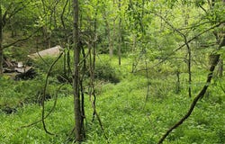 123 Charleston Road, Spencer, WV 25276