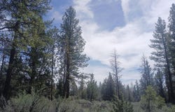 Moccasin Lane, Chiloquin, OR 97624