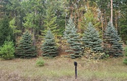 4809 White Birch Lane, Farwell, MI 48622