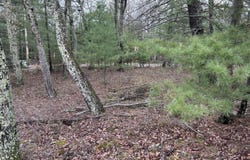 Lot 129 Pitch Pine Road, Dingmans Ferry, PA 18328