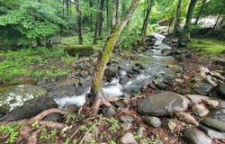 206 Toms Creek Drive, Roan Mountain, TN 37687