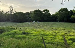 Carr. 306,Km. 1.6 BO. PARÍS, LAJAS, 00667