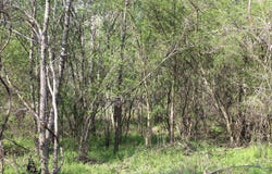 Albert Pike Road, Royal, AR 71968