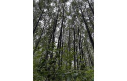 xxx Benson Rd, Alborn, MN 55702