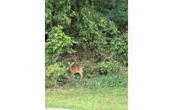 Lots 58 & 60 E 9th, Hermann, MO 65041