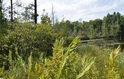 Lot 5 Red Oak Trail, Prescott, MI 48756