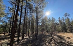 3270 W Black Oak Loop, Show Low, AZ 85901