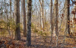 3335A REDD SHOP RD, FARMVILLE, VA 23901