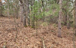 Cody Road lot: 27 & 28, Glennie, MI 48737