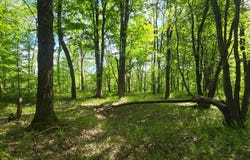 County Route 95, Lorraine, NY 13659