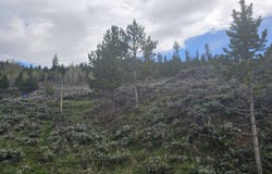 Roosevelt, Hot Sulphur Springs, CO 80451