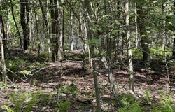 Huckleberry Road, Newfoundland, PA 18445