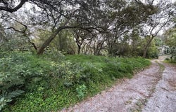 CHAMELEON ROAD, PIERSON, FL 32180