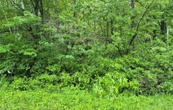 Tbd Willow Dr, Garrison, MN 56450