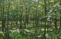 1021 Sedar Hill(Parcel D), Calumet, MI 49913