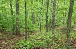 163 Davis N Lake Rd, CAMDEN, TN 38320