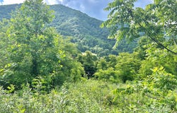 Split Pine Cove, Clyde, NC 28721