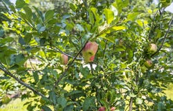 16 Pritchard Farms Court, Bluffton, SC 29910