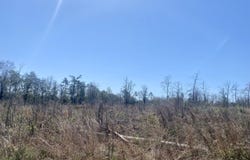 50 Acres NW Sellers Road, Bristol, FL 32321