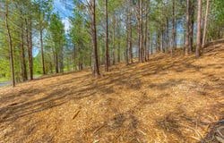 19 Turkey Run, Flintstone, GA 30725