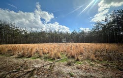 Coleman Road, Thaxton, MS 38871