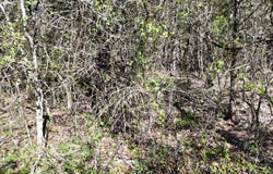 Gumbo Woods lot: #50, Shell Knob, MO 65747