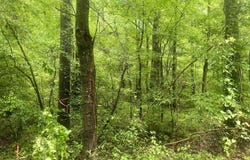0 Independence Bottom Road, Selma, AL 36701