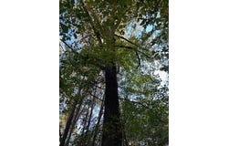 Tract 4 Hwy 9w, OXFORD, MS 38655