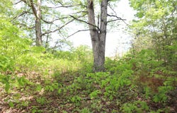 Sallys Ridge Rd, Henry, VA 24102