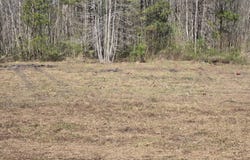 0 Drain Road, Smoaks, SC 29481