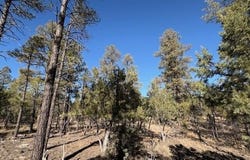 3211 W Black Oak Loop, Show Low, AZ 85901