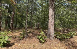 Iron Mountain Road, Mountain View, AR 72560