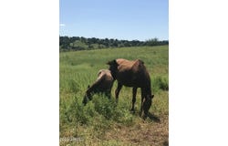 3128 HIGHWAY 82 --, Sonoita, AZ 85637